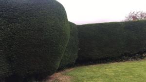 Cut Hedge